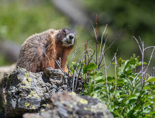 Yellow Bellied Marmot in Yellowstone National Park, Wyoming, USA