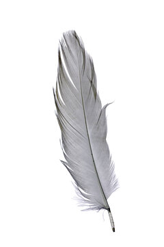 Fototapeta feather