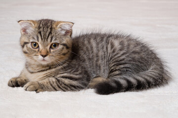 a young tabby Scottish Fold cat baby on a fur carpet