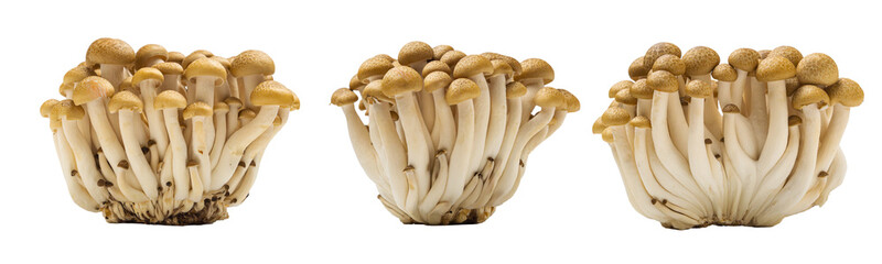 set of cluster of fresh brown shimeji mushrooms close up isolated on white background