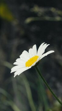 Sixt fer &agrave; Cheval, Fleur avec cascade en fond