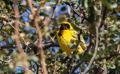 Male village weaver isolated in a thicket in the South African wild outdoors