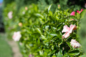 beautiful red hibiscus rose in the hotel floral design