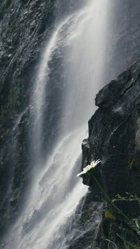 Sixt fer &agrave; Cheval, Fleur avec cascade en fond (format verticale)