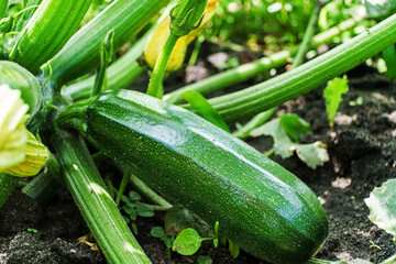 Green zucchini in garden