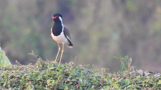 Red-wattled lapwing call