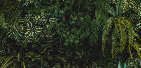 abstract green leaf texture, tropical leaf foliage nature dark green background