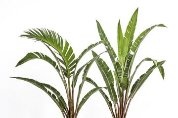 Fototapeta premium Green palm leaves on white background