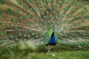 Obraz premium a majestic peacock in a Prague orchard
