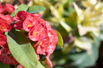 Euphorbia milii in outdoor garden
