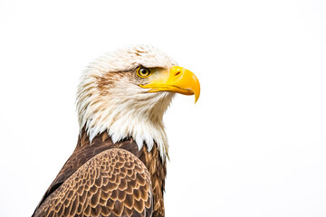 Obraz premium Bald Eagle Portrait with White Background