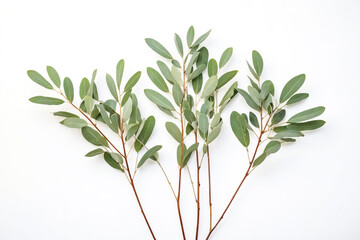 Fototapeta premium Green Eucalyptus Leaves on White Background