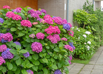 Hydrangea flowering shrub in the urban landscaping.