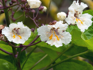 Catalpa bignonioides white flowers close-up