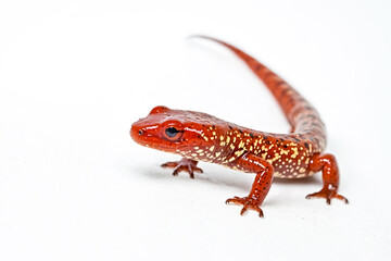 Naklejka premium Red-Spotted Newt on White Background