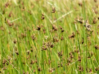 Bolboschoenus maritimus or sea clubrush flowering plants swaying by the wind blurred natural background