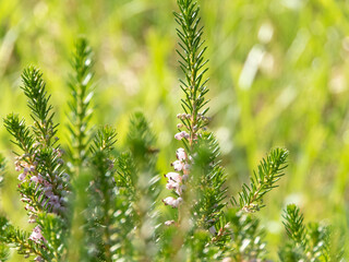 Erica vagans, Cornish heath or wandering heath flowering plant blurred background