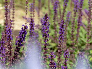 Salvia nemorosa, woodland sage, Balkan clary, blue sage or wild sage ornamental plant with violet-blue flowers