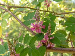 Indigofera tinctoria or true indigo plant branches with leaves and pink flowers