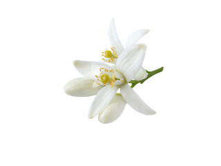 Neroli blossom flowers and buds isolated transparent png