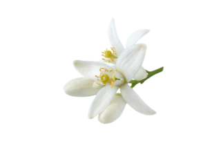 Neroli blossom flowers and buds isolated transparent png