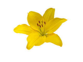 Yellow lily or lilium flower isolated transparent png