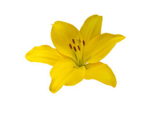 Yellow lily or lilium flower isolated transparent png