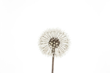 Closeup of a Dandelion Seed Head Against a White Background