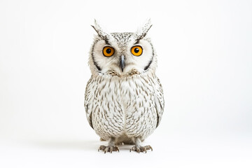 Obraz premium White Owl with Yellow Eyes on White Background