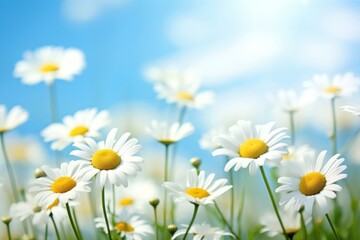 Chamomiles daisies macro in summer spring field outdoors blossom flower. 