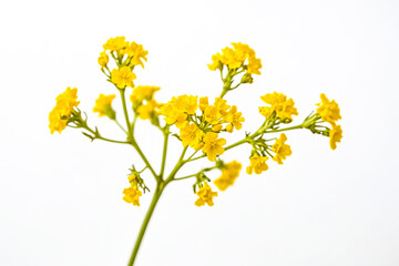 Yellow Flowers on White Background