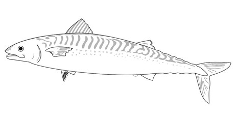 Obraz premium Sketch of a predatory marine fish - mackerel, side view