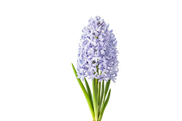 Obraz premium Close-up of a Single Purple Hyacinth Flower with Green Stems Isolated on a White Background