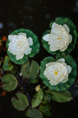 white water lily