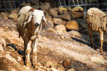 Close up photo of white cute sheep eating leaves behind wooden fence at farm. White lamb Goats are...