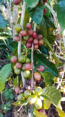 Bali Island : coffee beans on a tree