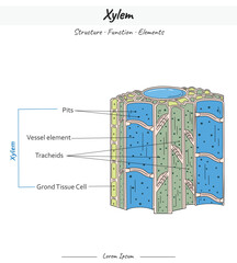 Xylem Structures and Elements illustration with text.