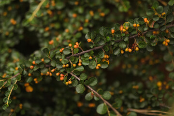 apples on tree