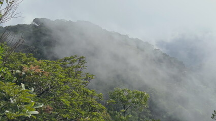 Dense fog rises over lush mountain forest in summer