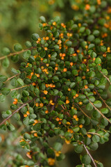 oranges on tree