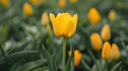 Fototapeta premium A vibrant yellow tulip stands out in a field, surrounded by green leaves and other tulips, evoking a sense of springtime beauty and freshness.