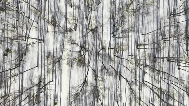 The camera moves over the winter birch forest. The shadows of the trees create a bizarre pattern on the snowy ground. Winter forest landscape and sunset, snow winter trees, aerial view.