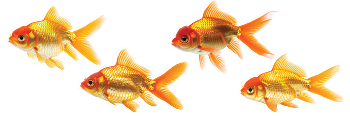 Fototapeta premium Four Vibrant Goldfish Swimming Isolated on a Transparent Background 