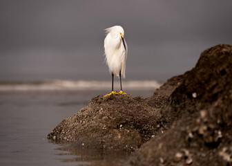Snowy egret on the beaches of Fort Myers waiting for the tide to bring the food