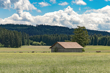 A barn, a house in a field in the countryside against the backdrop of a pine forest.