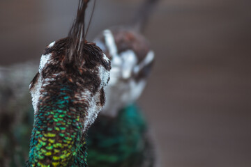 Two peahens (Pavo cristatus) look at each other like a mirror