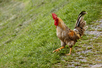 Frei lebende Hahn auf dem Bauernhof