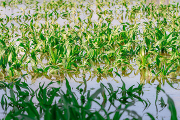 Sprouts of green young corn in a field in water after flooding and flooding.