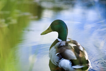 Duck portrait