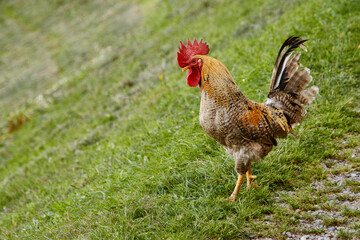 Frei lebende Hahn auf dem Bauernhof